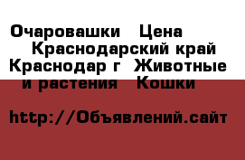 Очаровашки › Цена ­ 7 000 - Краснодарский край, Краснодар г. Животные и растения » Кошки   